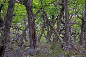 Typical forest impression along the trail to Laguna Torre dv photo