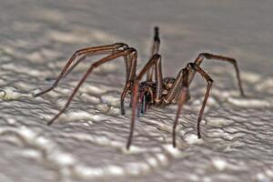 Close up macro of a house spider on textured surface with sharp details c photo