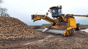 Yellow beet harvester unloading a large pile of harvested sugar beets in a muddy field, modern agricultural machinery at work, emphasizing productivity and efficiency in rural farming. video