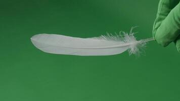 Feather movement. a green screen. Feathers moving float and fly in front of the camera. Green screen chroma key technique for use in film production. White birdwing against green background video