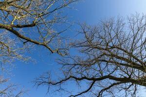 Branches of oak tree, without leaves against blue sky. Spring. photo