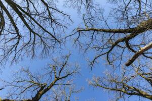 Branches of oak tree, without leaves against blue sky. Spring landscape. photo