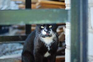 Black-and-White Feline with curious expression peering from behind fence photo
