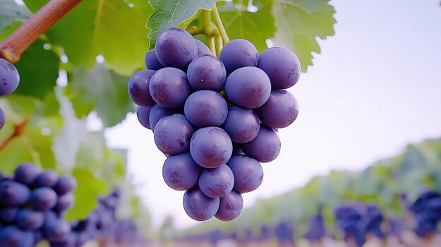 Fresh bunch of plump purple grapes hanging from a vine, showcasing their vibrant color and juicy texture in a vineyard setting. photo