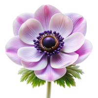 A detailed, close-up image of a stunning anemone flower. png