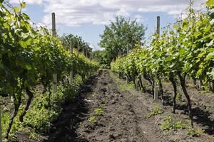A scenic vineyard with lush green grapevines growing in rows under a bright sky on a sunny day. photo