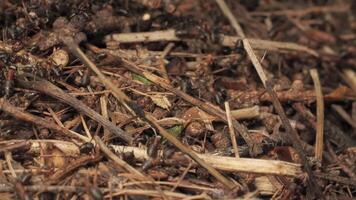 Work and life of forest ants in an anthill. The anthill is teeming with ants, shot close-up. video