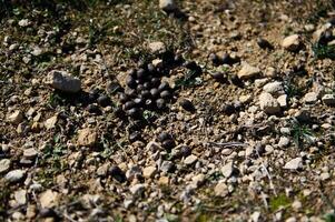 Animal droppings on dry soil surrounded by small rocks and sparse plants at a desert ecosystem photo
