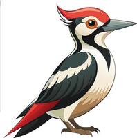 Graceful Woodpecker Available on EPS File vector