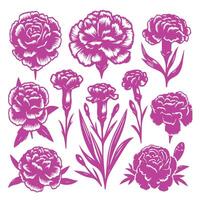 Carnation flowers set of design on a white background vector
