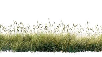A field of tall grasses with a white background photo