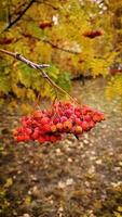 Close up of rowan berries on tree. Vertical of Bright red bunch in slow motion. Autumn day in the garden. Background of a berry mountain ash. video