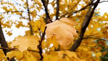 Yellow autumn maple leaves in the tree. Autumn atmospheric landscape in close-up for background. Vertical in slow motion for shorts, reels video