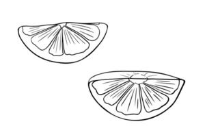 Lemon halves black white illustration. Citrus fruit segments monochrome simple style drawing. Wedge of lemon line art painted. Orange fruit outline for menu, signborder, label. vector