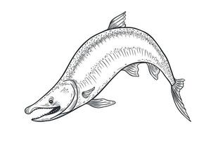 Trout black white illustration. Salmon monochrome sketch hand drawn. Nerka sea fish painted ink engraving art. Sockeye drawing in graphic. Design element for package, label, sign board. vector