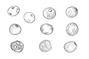 Peppercorns various black white illustrations. Various dried seeds, cardamom, allspice monochrome simple drawing. Black, white, red peppers in line art painted contour for menu, label. vector
