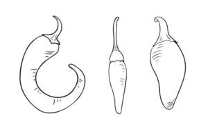 Hot peppers various black white illustration. Jalapeno, tabasco pepper monochrome simple drawing. Chili pepper in line art painted. Peppers contour for menu, label. Vegetable coloring sketch. vector