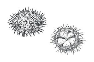 Sea urchin black white illustration. Uni seafood engraving sketch hand drawn. Edible sea urchin painted ink etch art. Spiny sea urchin monochrome drawing. Element for label, sign board. vector
