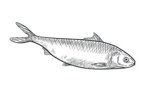 Herring monochrome black white illustration. Atlantic fish Shad linear sketch hand drawn. Sardine, smelt sea fish painted ink engraving drawing. Design element for package, label, sign board. vector