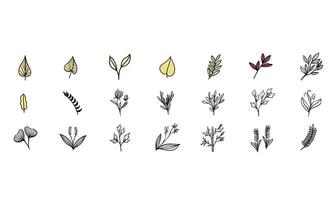 branch leaf handdrawn collection vector