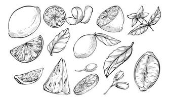 lemon citrus handdrawn collection vector