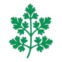Fresh green cilantro leaves herb for cooking design vector