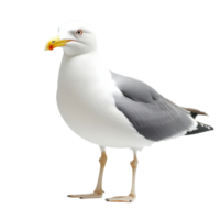 Seagull standing on a white surface with a prominent yellow bill in a bright indoor setting, seagull standing on a white surface with a yellow beak, Transparent background png