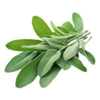 Fresh sage leaves displayed on a Transparent background for culinary and aromatic uses, Sage leaves isolated on background png