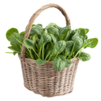 Fresh spinach in a woven basket on a Transparent background for healthy cooking ideas and recipes, spinach in the basketisolated on background png