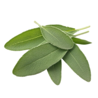 Fresh sage herb leaves displayed on a clean Transparent background highlighting their vibrant green color and texture, Sage herb leaves isolated on background png