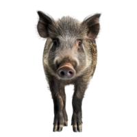 Wild boar stands confidently in front of a Transparent background showcasing its unique features, Wild Boar Standing in Front White Background, background png