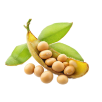 Soy bean plant with fresh green leaves and golden beans on Transparent background displaying natural beauty, soy bean isolated on background png