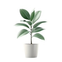 Rubber plant in a white pot against a bright Transparent background enhancing its lush green foliage, Rubber Plant in pot, , isolated on png