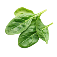 Fresh spinach leaves isolated on a Transparent background highlighting their vibrant color and texture, spinachisolated on background png