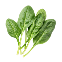 Fresh spinach leaves arranged on a clean Transparent background ideal for healthy lifestyle and cooking, Spinach on background png