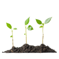 Growth of saplings showcasing the journey from seed to sustained roots and healthy leaves, Sapling Growth The Journey from Seed to Roots, Transparent background png