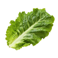 Fresh green lettuce leaf isolated on Transparent background for culinary use and healthy eating, Salad leaf Lettuceisolated on background png