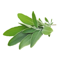 Fresh sage leaves displayed against a plain Transparent background to emphasize their vibrant green color and texture, Sage leavesisolated on background png