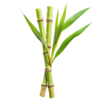 Fresh sugarcane stalks with water drops isolated on a Transparent background, water drops sugarcaneisolated on background png