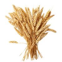 Wheat ears in a bundle isolated on a Transparent background displaying natural textures and colors, Wheat easrs isolated on png