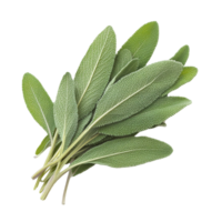 Fresh sage leaves gathered on a Transparent background for culinary and aromatic presentation, Sage leavesisolated on background png