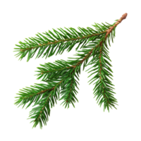 Spruce branch of green fir isolated on Transparent background for nature and decoration use, Spruce branch green fir isolated, background png
