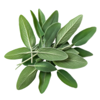 Fresh sage herb leaves isolated on Transparent background ready for culinary use and herbal remedies, Sage herb leaves isolated on background png