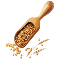 Enhance your meals with nutritious wheat germ in a wooden scoop isolated on a clean background, Wheat germ in wood scoopisolated on Transparent background png