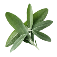 Sage herb leaves collection isolated on a clean Transparent background for culinary and medicinal uses, Sage herb leaves isolated on background png