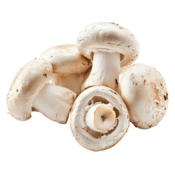 fresco bianca pulsante funghi disposte su un' pulito trasparente sfondo per culinario uso e presentazione, bianca pulsante funghi, sfondo png