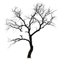 Silhouette of a dry tree with intricate branches against a Transparent background, silhouette dry tree on png