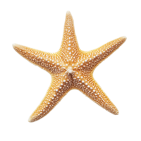 Bright orange starfish resting on a Transparent background showcasing its unique texture and shape, Starfish isolated on png