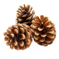 Isolated pine cones showcasing natural textures and shapes on a Transparent background, some pine cones isolated on White background png