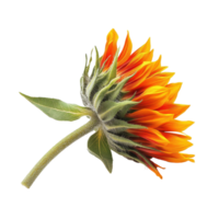 Safflower with vibrant orange petals against a Transparent background showcasing natural beauty and detail, Safflowerisolated on background png